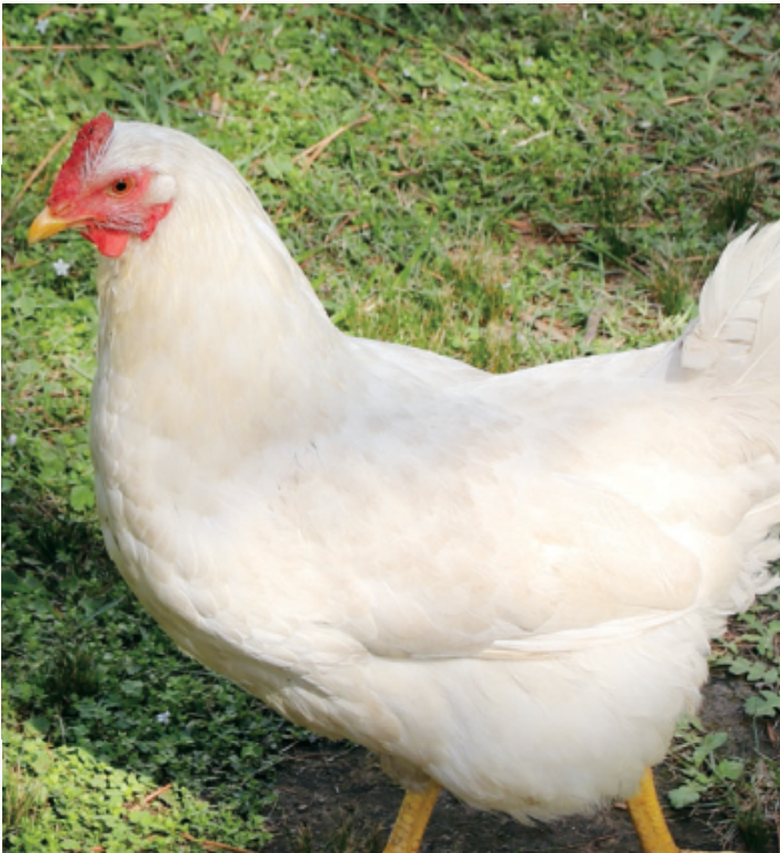 Ushqim për 7 ditët e fundit për pula